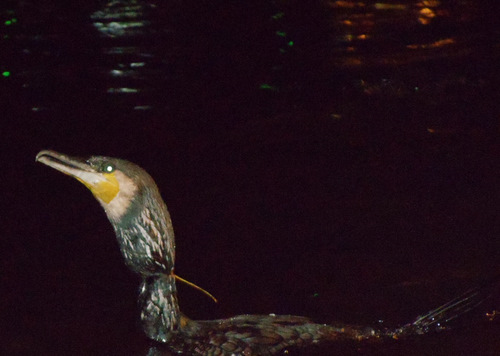 A closeup of a Cormorant and its tie.